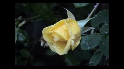Tears - X - Japan