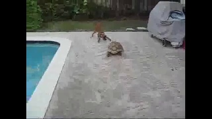 Tortoise chases dog Funny