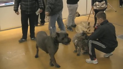 Кучета-ловци на трюфели на изложби в Пловдив