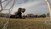 Слонове демонстрираха своите футболни умения в Тайланд (ВИДЕО)