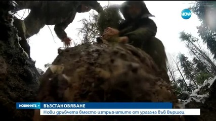 Нови дръвчета в опустошения парк на Вършец (Допълнено)