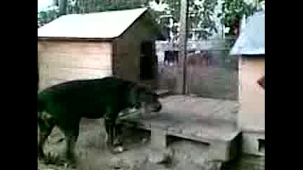 Baraka