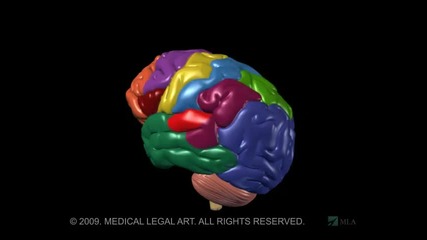 Функциите И Анатомията На Мозъка - Анимация 