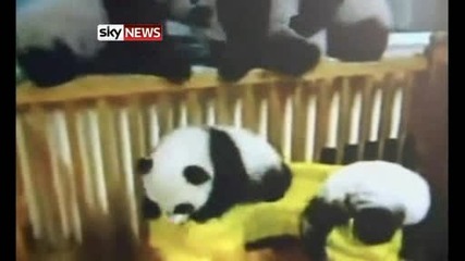 Бебета-панди