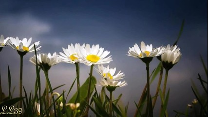 Armik - Golden Waves - relaxare