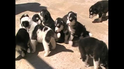 Alaskan Malamute Puppies