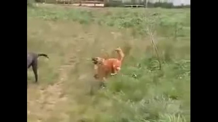 Луд танц на руско куче