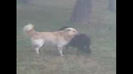 Ku4enca V Mogilino