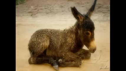 Bob Moore - Little Donkey