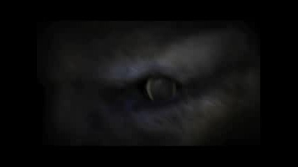 Tapout - Tigers Eye 