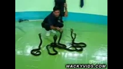 Snake 
