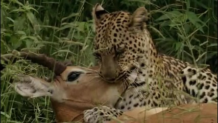 Eye of the Leopard 5/5