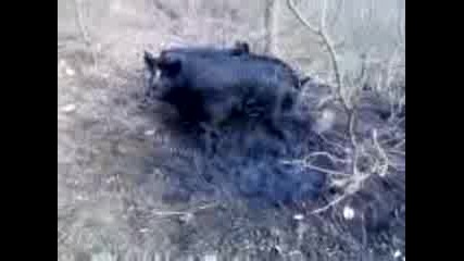 Vetren Video00020