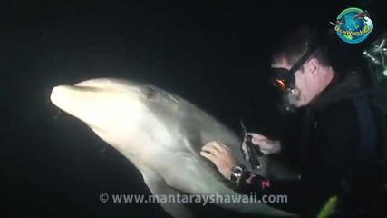 Ранен делфин моли водолаз за помощ