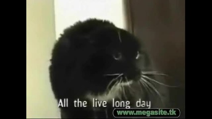смешни животни!много Смях!