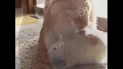 мишка си играе с котка