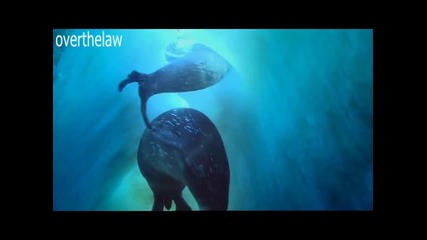 Как оцеляват тюлените в Антарктида - B B C 