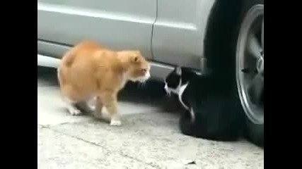 луда котка се кара на друга котка 