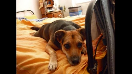 dogs(djesy i Stella)
