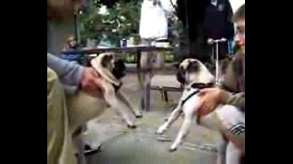 Funny Dog Fighting