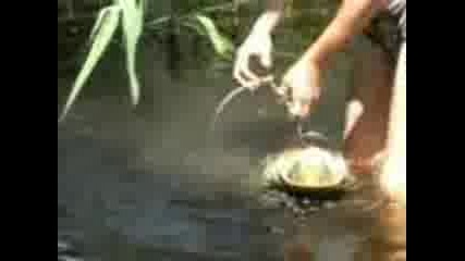 сом 20 кг