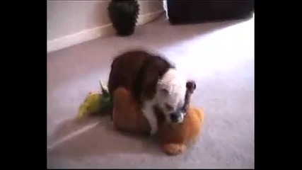 Куче Булдог срещу Плюшена Играчка Мечка - Жесток бой и Изнасилване - Много Смях 