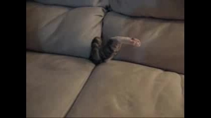 Коте се крие в дивана ;d