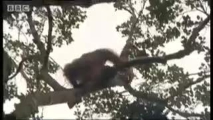 Helping to capture a wild orangutan - Steve Leonard - My Life with Animals Bbc wildlife 