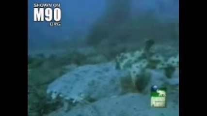 Angel Shark 