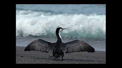 Sting - Desert Rose (сolor, Black, White) 