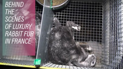 Fashion brands torture rabbits for fur
