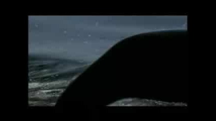 Planet Earth - Great White Shark Jump - Video 