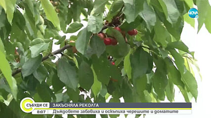 Валежите съсипаха реколтата от череши в Кюстендилско