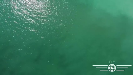 Черноморски делфини заснети от дрон край Шабла