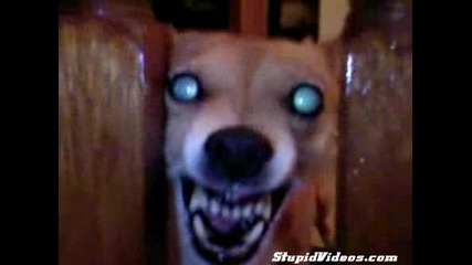 Зловещо Куче Се Кани Да Ръфа!хахахаха!