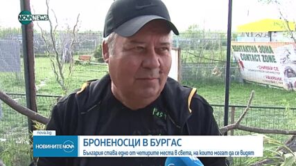 Как се чувстват в Бургас единствените от вида си у нас броненосци (ВИДЕО)