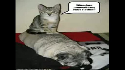 Смешни снимки с котки - Много смях