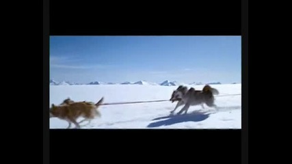 Един велик филм - (eight below) ... 