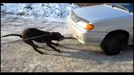 Питбул дърпа лада на лед