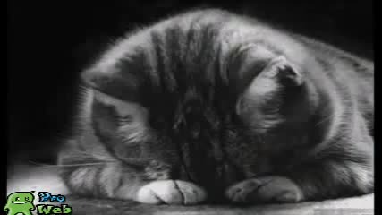 Бате Пешо - Someday