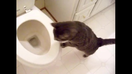 котка, заинтересована от тоалетната вода