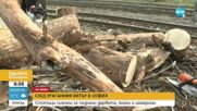 Над 100 сигнала за паднали клони, дървета и ламарини в София