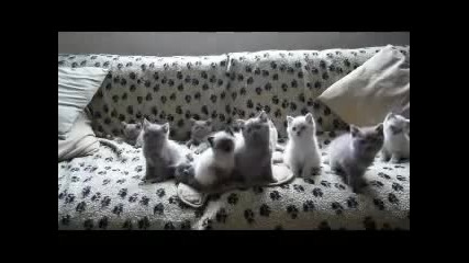 Ridiculous Kittens Смешни котета 