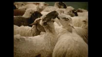 реклама на балканска наденица с овце 