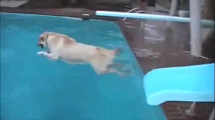 Куче професионален плувец