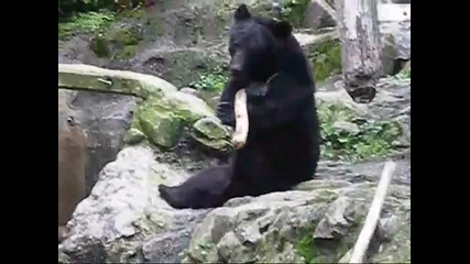 Kung Fu Bear (not Fake!) - Original 