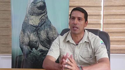 Популацията на застрашените жълти игуани на Галапагос нараства (ВИДЕО)