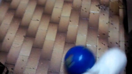 bunny