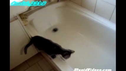 Котка се опитва да избяга от ваната по много смешен начин
