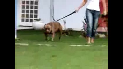 Video do Storm Red Maximus Bull.